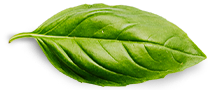"Home Page" basil leaf